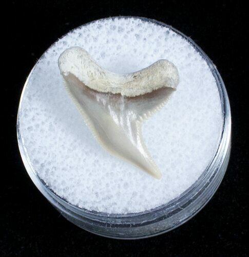 Fossil Tiger Shark Tooth - Lee Creek Mine #3727